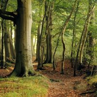 Nature: Woodland Bridalway Nature: Woodland Bridalway