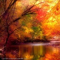 Nature: Autumn Forest Nature: Autumn Forest