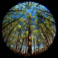 Lucid Dream (Binaural Beat) Lucid Dream (Binaural Beat)