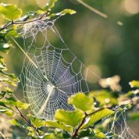 Nature: Jungle Adventure Nature: Jungle Adventure