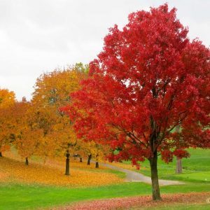 Mindfulness as Strength Mindfulness as Strength