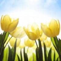 Chronic Fatigue Assistance (Binaural Beat) Chronic Fatigue Assistance (Binaural Beat)