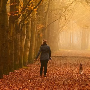 Mindful Walking Mindful Walking