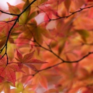 Nature of Awareness, Nature of Aversion
