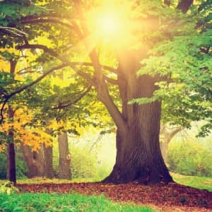 Meditation โ Nine Breathing Exercises to Release Dead Energies