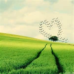Heart Practices for Awakening Joy