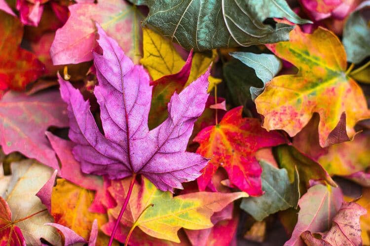 Focusing On The Colors You See