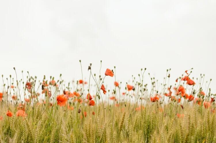 wild flower garden