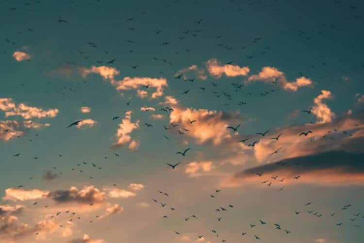 Mindfulness of Speech Meditation