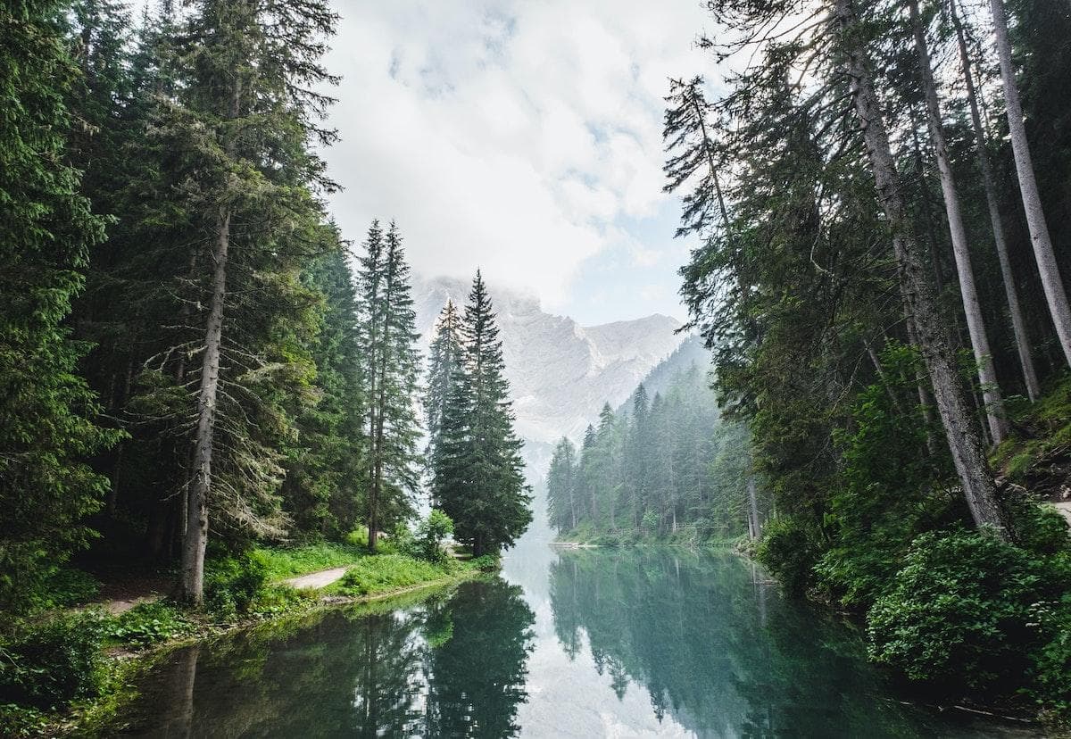 Image of a forest with a river