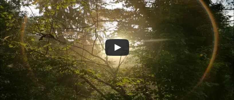 GUIDED-MEDITIATION-WITH-DAN-SIEGEL-WHEEL-OF-AWARENESS