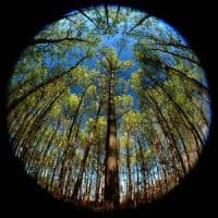 Lesson from Nature