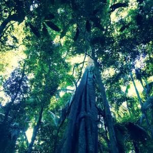 Meditation On Renunciation