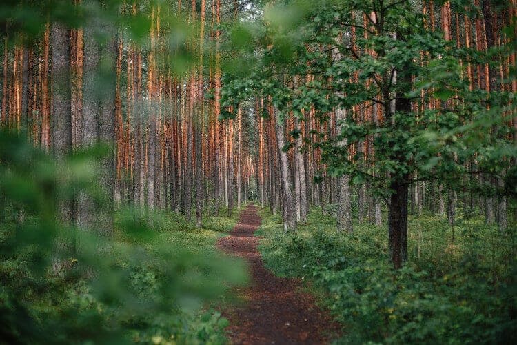 Mindfulness of the Present Moment Without Any Goals