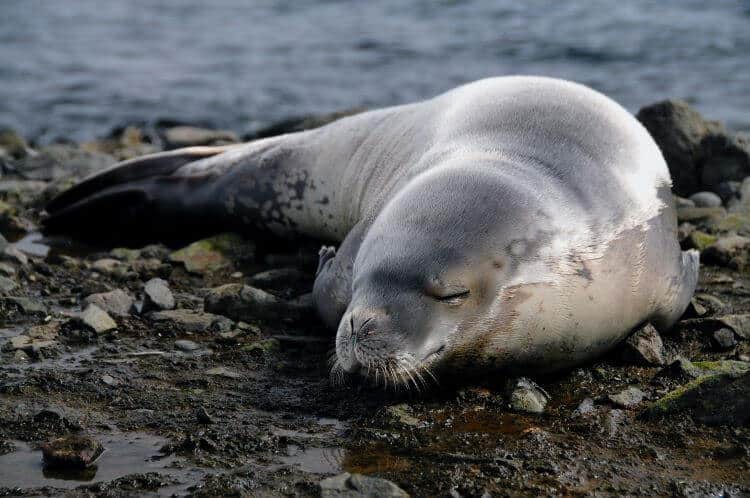 Sleep Meditation Resting the Body