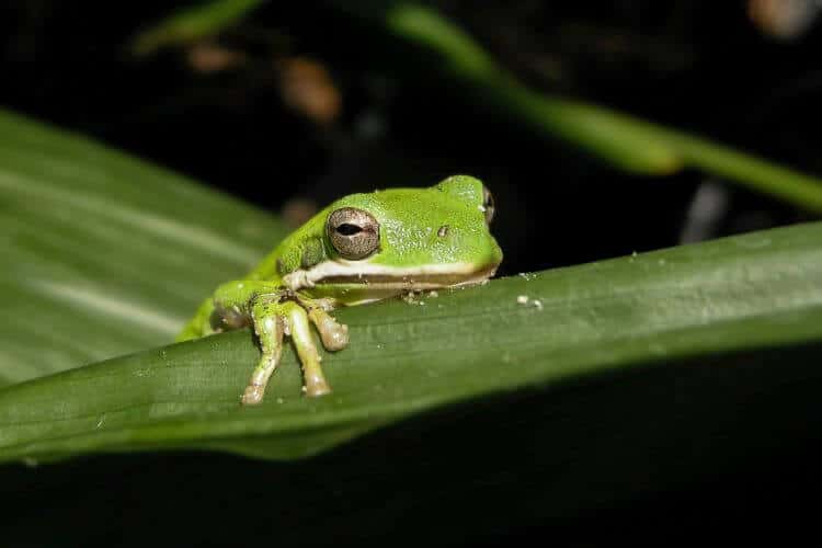 Frog on a green leaf