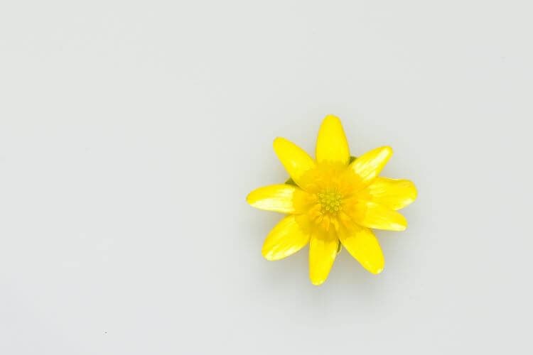 Loving Kindness Meditation