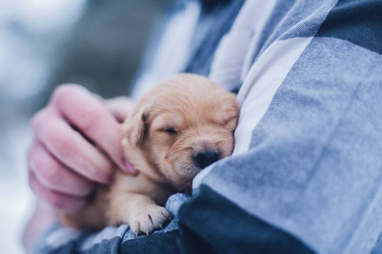 Puppies Meditation