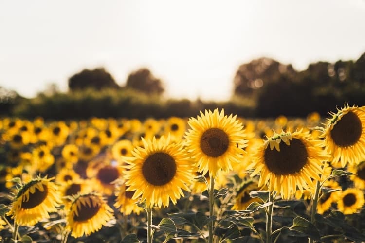 How to Cultivate An Attitude of Gratitude & Why It’s Important