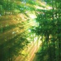 Ambient Soundscape