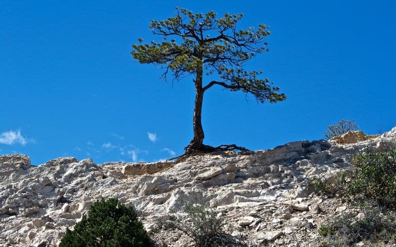 80 Resilience Quotes to Inspire and Motivate
