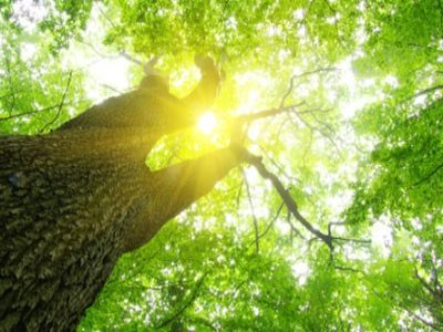The Science of Mindful Eating