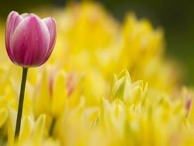 Teachings On Nature, Practice of Forgiveness