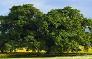 Mindfulness meditation