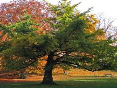 Mindfulness meditation