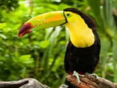 Lesson from Nature, Increasing Intelligence