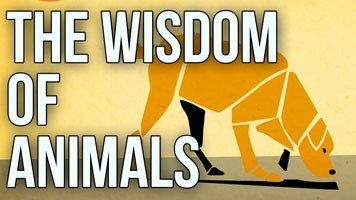 The Wisdom of Animals [Video]