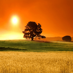Mindfulness meditation, nature of awareness