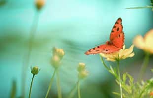 mindfulness meditations online