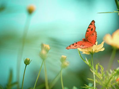 mindfulness meditations online