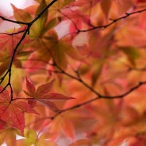 Nature of Awareness