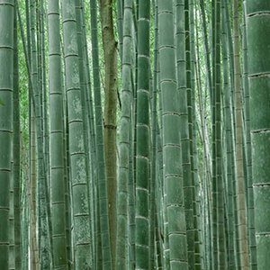 Nature of Awareness
