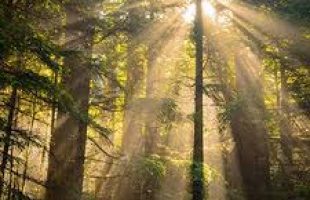 Mindfulness for holiday stress