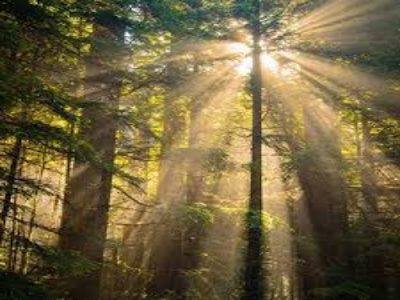 Mindfulness for holiday stress