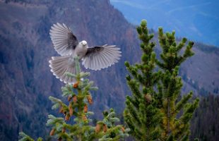 Mindfulness for holiday stress