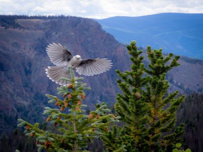 Mindfulness for holiday stress