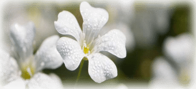 Big Flower, Small Flower