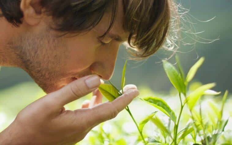 The Most Underrated Mindfulness Practice? Man Smelling Leaves