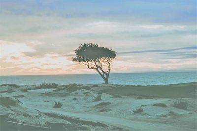 Imagining Your Tree of Knowledge