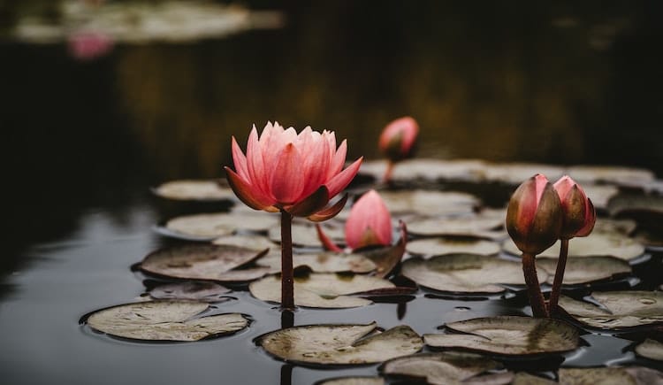 how to teach mindfulness, 10 Resources for How to Teach Trauma-Sensitive Mindfulness