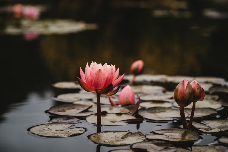 difficult emotions, Dr. Gabor Maté on Healthy Ways to Cope With Difficult Emotions Through Mindfulness