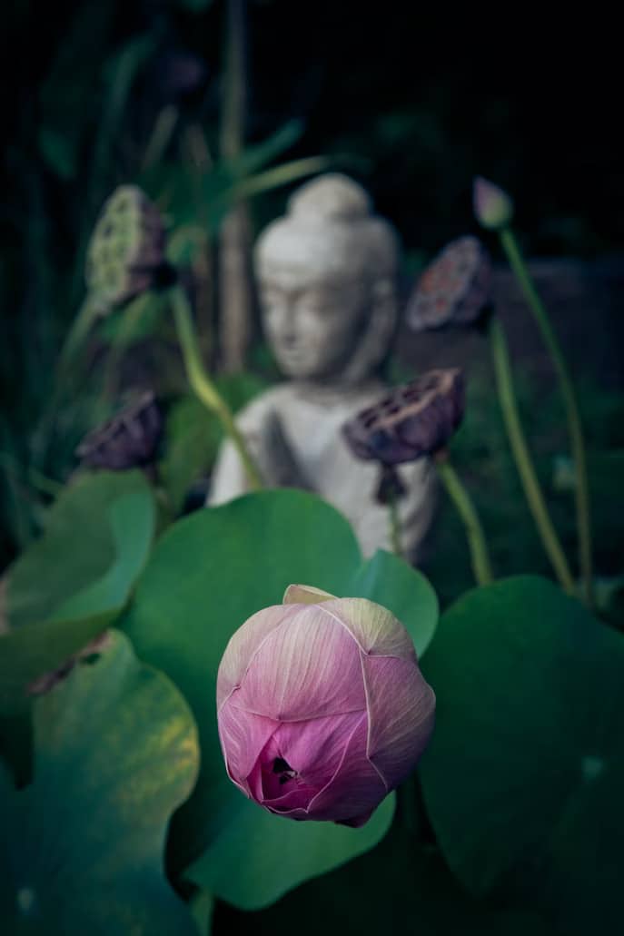 online mindfulness meditation retreat