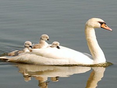 Lessons from Nature, Radical Acceptance