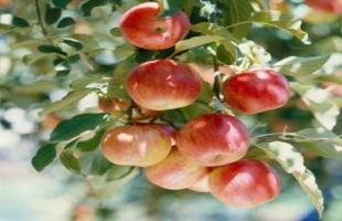 Lessons from Nature, Fruits of Practice