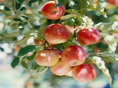 Lessons from Nature, Fruits of Practice