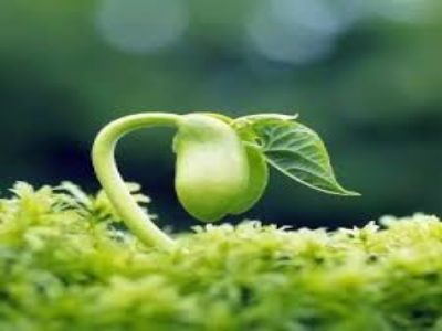 Mindfulness of Aspiration